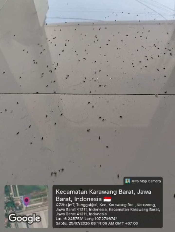 Kutu beras yang mewabahi perumahan milik PT Megaland Indo Perkasa di Karawang.